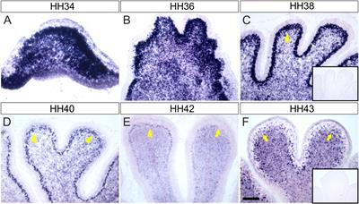 Endoglycan Regulates Purkinje Cell Migration by Balancing Cell-Cell Adhesion